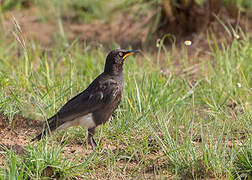 Pied Starling