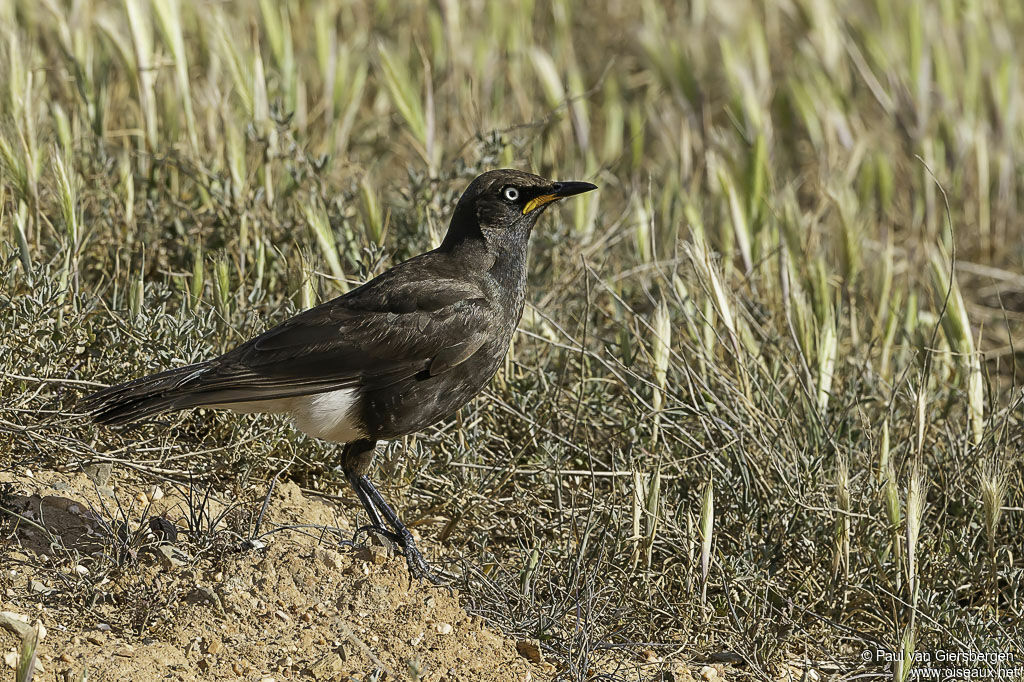 Spréo bicoloreadulte