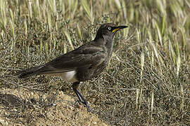 Pied Starling