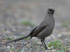 Ashy Starling