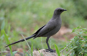 Ashy Starling