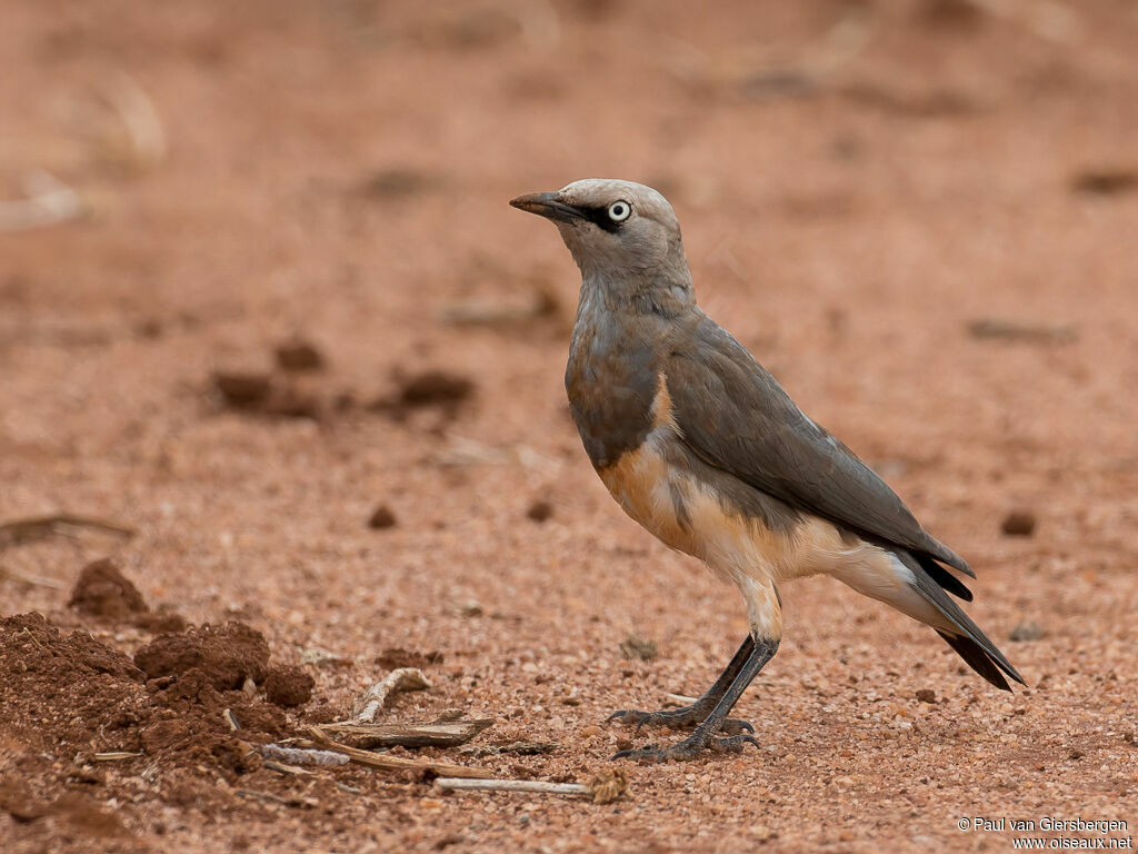 Fischer's Starlingadult