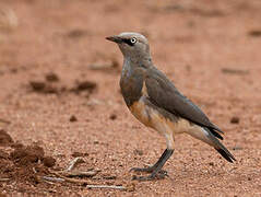 Fischer's Starling