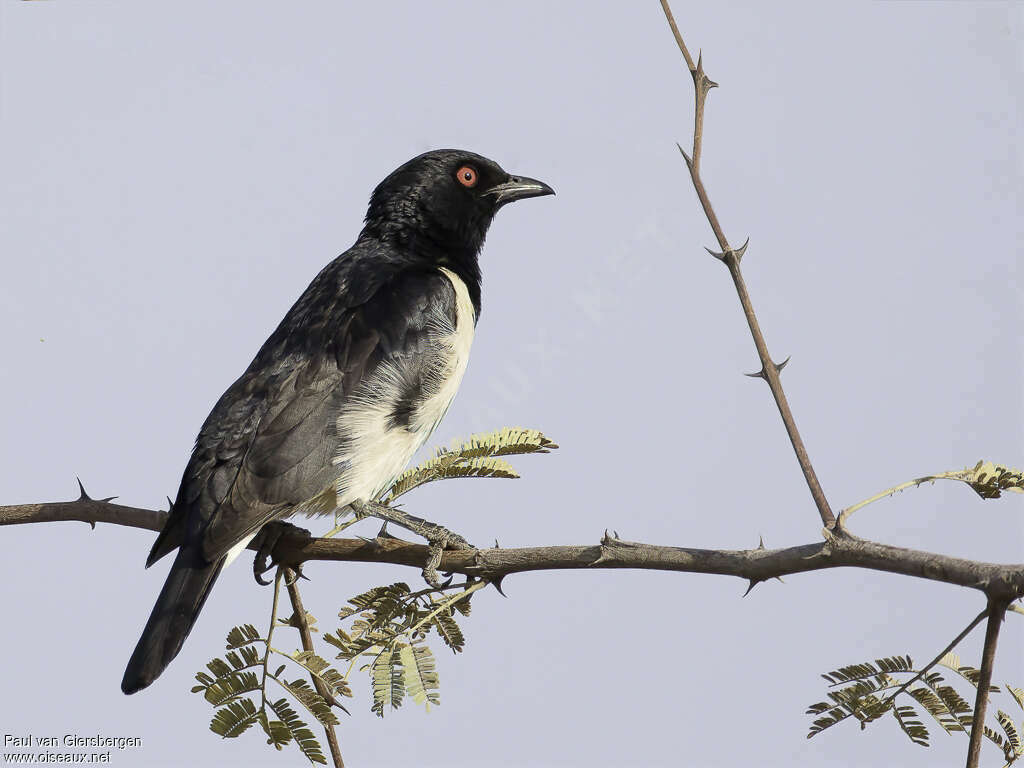 Magpie Starling male adult, identification