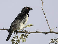 Magpie Starling