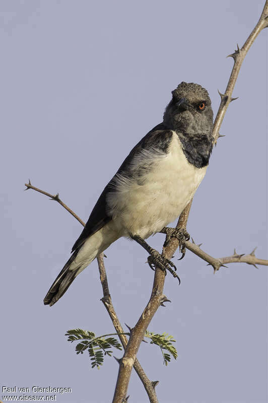 Magpie Starling female adult, identification