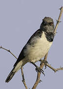 Magpie Starling