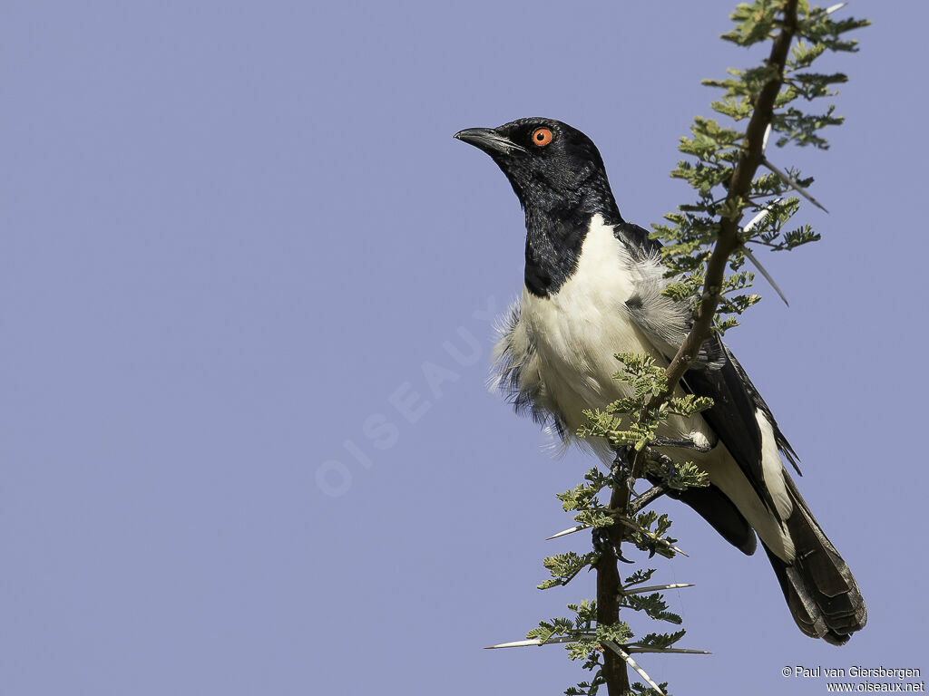 Magpie Starling male adult