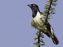 Magpie Starling