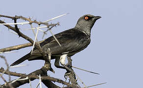 Magpie Starling