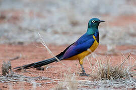 Golden-breasted Starling