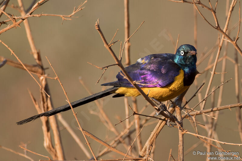 Golden-breasted Starlingadult