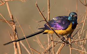 Golden-breasted Starling