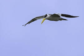 Large-billed Tern