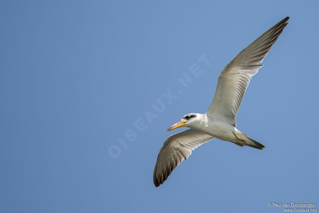 Large-billed Ternadult