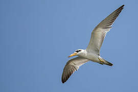 Large-billed Tern