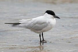 Australian Tern