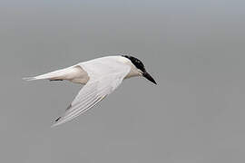 Australian Tern