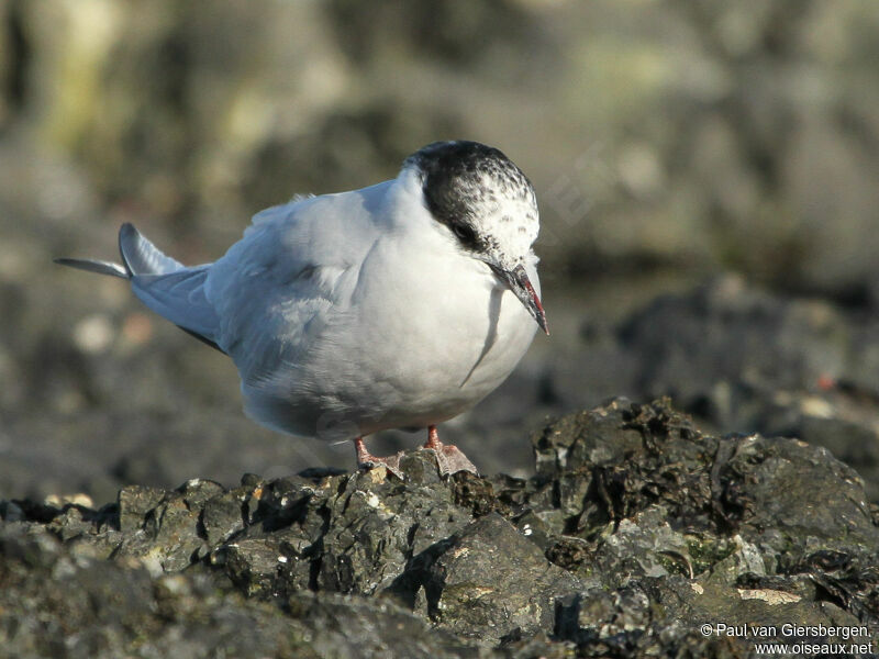 Sterne arctique