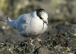 Arctic Tern