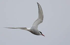 Arctic Tern