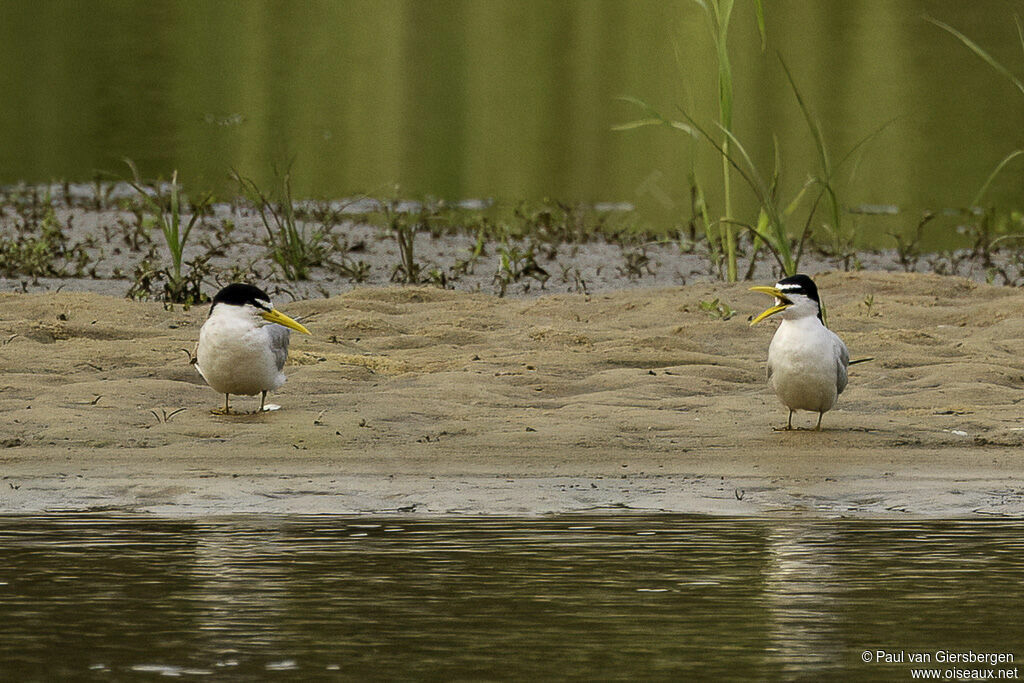 Yellow-billed Ternadult