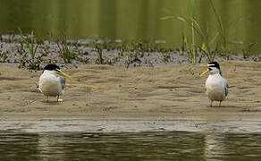 Yellow-billed Tern