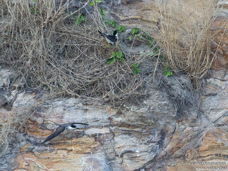 Bridled Tern