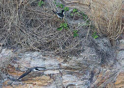 Bridled Tern