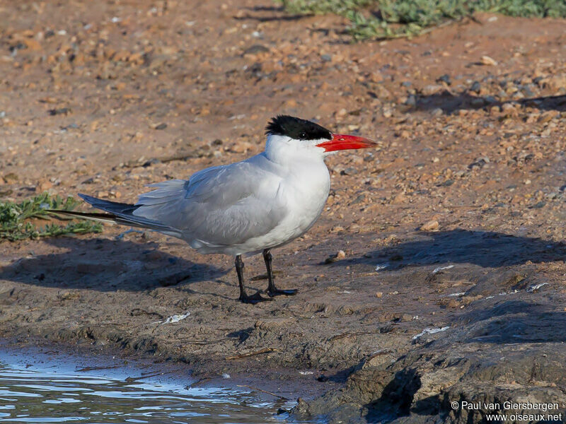 Caspian Tern