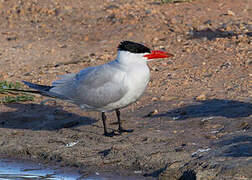 Caspian Tern