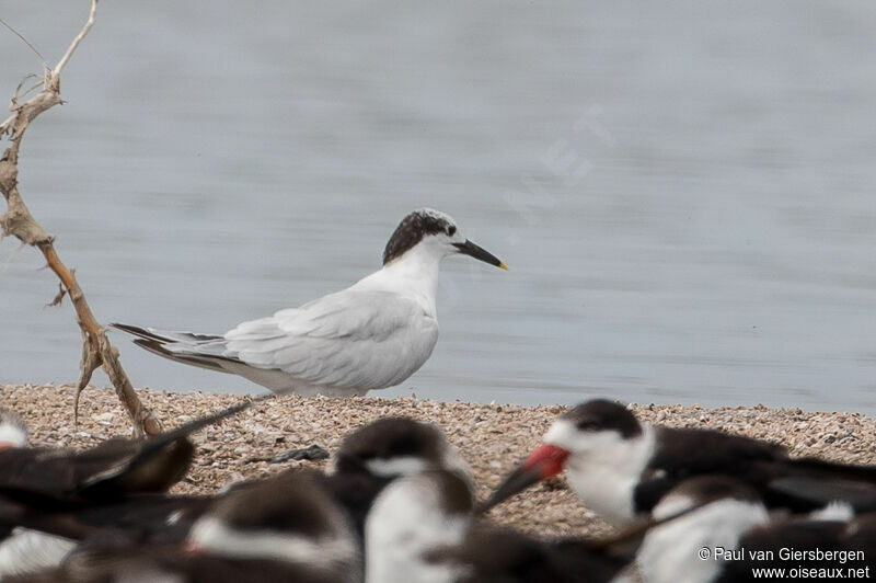 Sandwich Tern