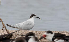 Sandwich Tern