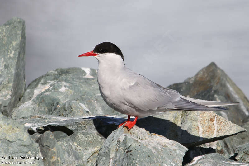 Antarctic Ternadult breeding, identification