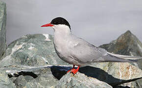 Antarctic Tern