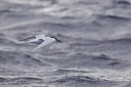 Roseate Tern