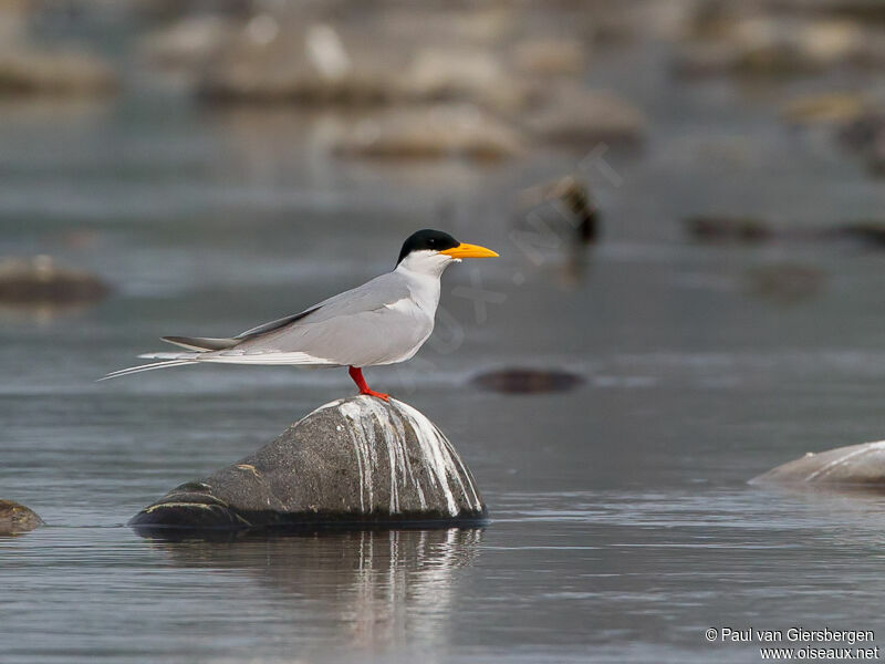 River Tern