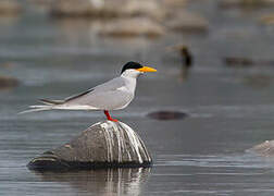 River Tern