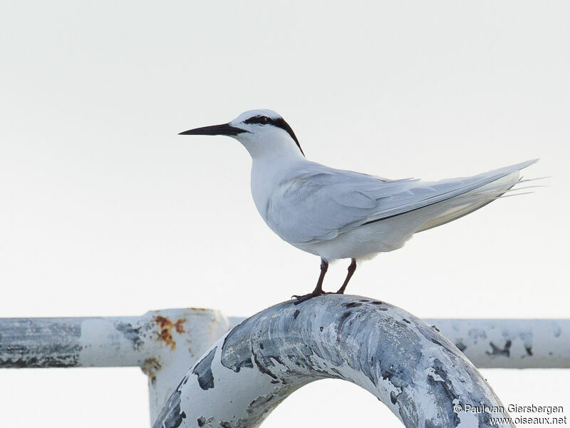 Black-naped Tern