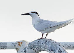 Black-naped Tern