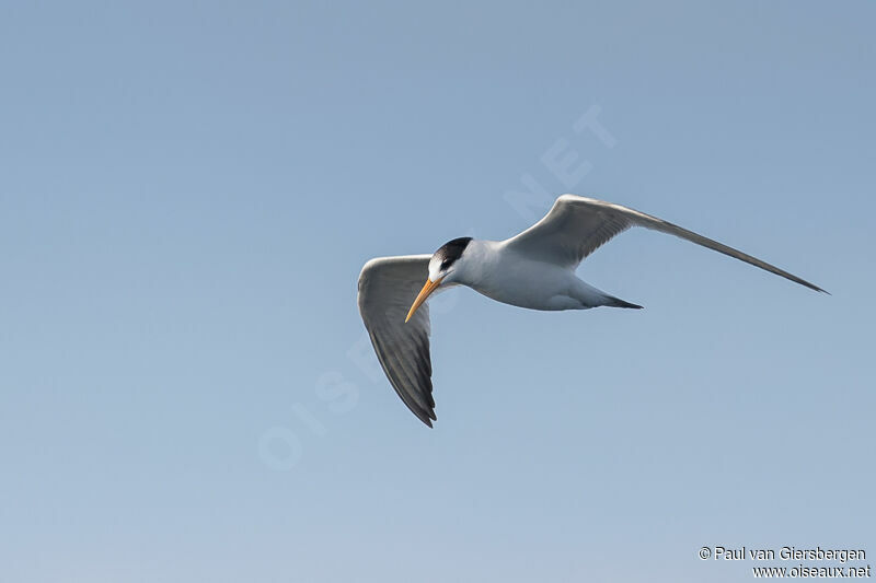 Elegant Tern