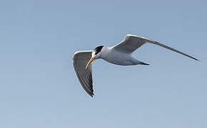 Elegant Tern