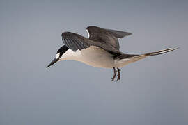 Sooty Tern