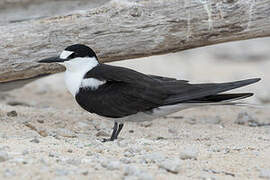 Sooty Tern