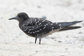 Sooty Tern