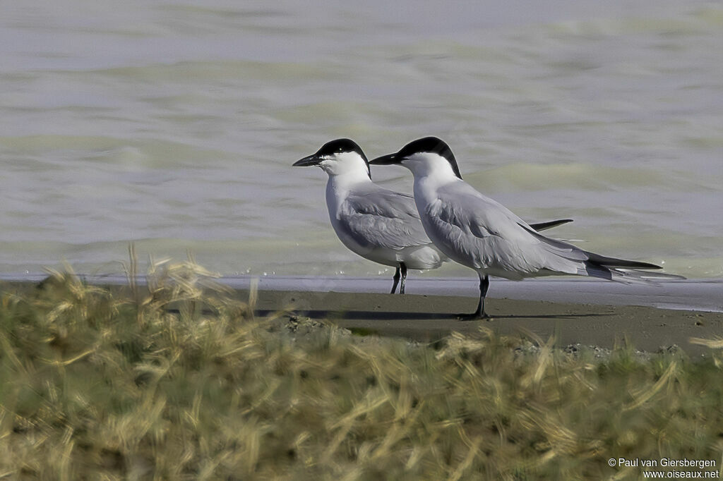 Gull-billed Ternadult