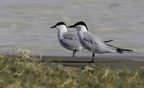 Gull-billed Tern