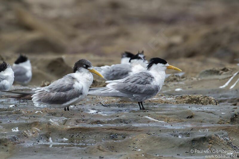 Greater Crested Tern