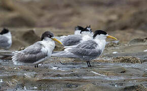 Greater Crested Tern