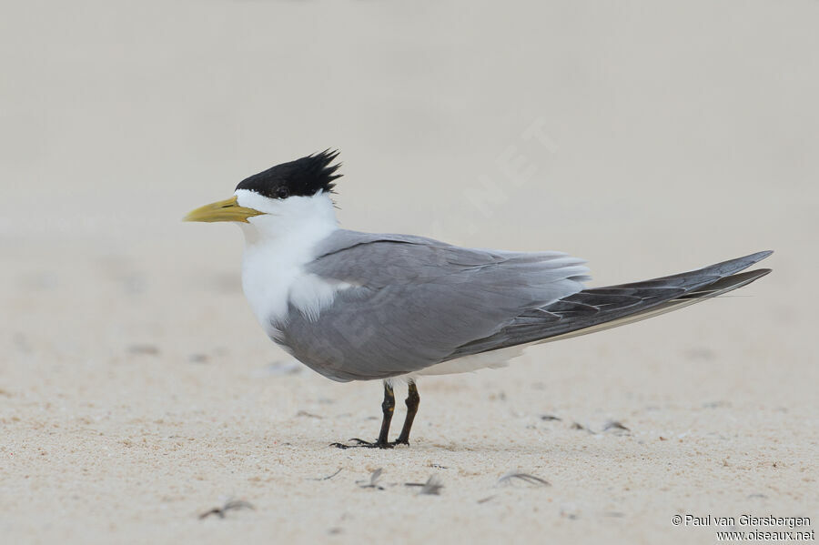 Greater Crested Ternadult